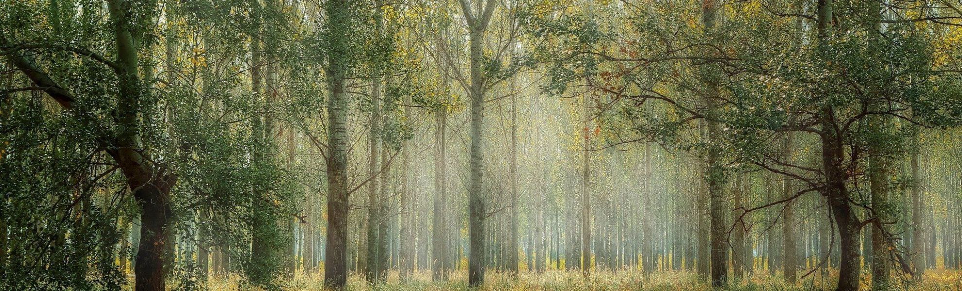 Předci vysázeli stromy, aby se potomci mohli těšit z jejich stínu... & další genealogické citáty